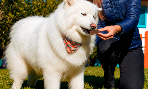 Florybal estreia no universo pet com petisco “sabor chocolate” para cães
